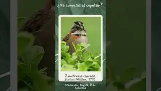 &iquest;Ya conoc&iacute;as al copet&oacute;n?