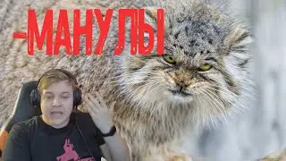 ПЯТЕРКА БОМБИТ НА МАНУЛОВ!