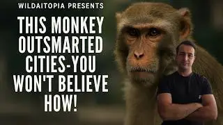 Rhesus Macaque: The Urban Survivor | Discover the Primate's Secrets