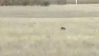 Cachorros Braco Aleman cazando
