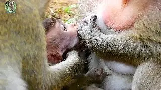 Mom Popeye started weaning her Baby Polly ,Poor tiny baby Lori screaming request milk