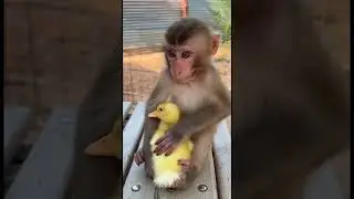 Baby Monkey & Baby Duck #duck #monkey #babyducks #babymonkey #monkeyanducks #monkeyvideo #ducks #fyp