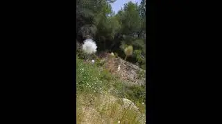 שלמון יפואי Cephalaria joppensis