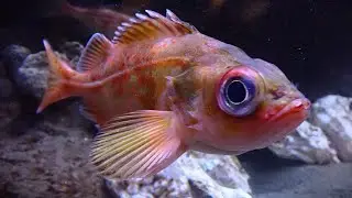 Facts: The Splitnose Rockfish