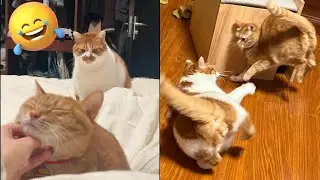Default Cat Behavior 😼🐾 | Funny & Relatable Cat Moments