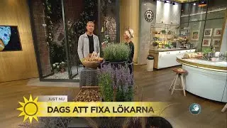 Dags att sätta lökarna – så fixar du trädgården inför våren - Nyhetsmorgon (TV4)