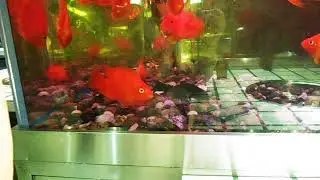 Butterfly Fish