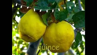 Learn fruits|Alphabet order[ a - z ]|Sarah fun learning