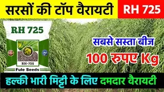 RH 725 सरसों की टॉप वैरायटी | सबसे सस्ती और दमदार वैरायटी | Sarso Ki Kheti | RH 725 Mustard Variety