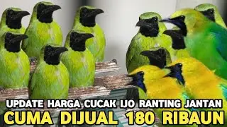 CEK HARGA CUCAK IJO JANTAN CUCAK RANTING JANTAN SERBA 180 RIBUAN DI PASAR BURUNG PRAMUKA 