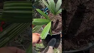 Talipot palms .. Corypha Umbraculifera