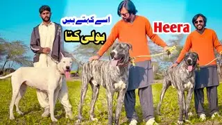 Bully Kutta ka Shok 