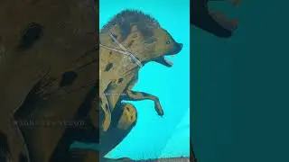 hyena wall art
