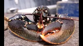 Catching Lobsters off the rocks with a pot.