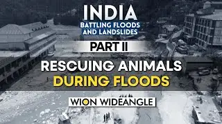 A test of humanity: Saving animals in flood-hit north India | WION Wideangle
