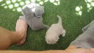 Chubby kittens cleaned and fed by kind mother in the Sun. British Shorthair.