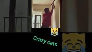 crazy cats 4 #cats #catvideo