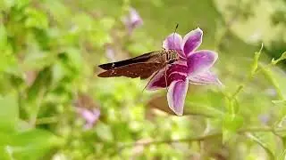 The Secret Behind Butterfly's Nectar-Drinking Technique