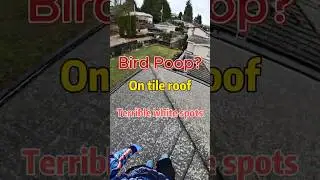Bird poop on the roof?