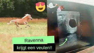 Ravenna is DRACHTIG!! | Alles over het dekken en de hengstenkeuze! | BROVENNA