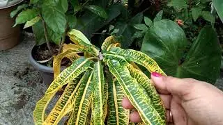 Golden Duranta// Best hedge plant/🌿🌱 এই উদ্ভিদ টোৰ সম্পৰ্কে জানো আহক 😀