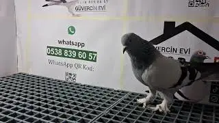 3 Numaralı sahiplendirme videomuz Alana hayırlı olsun 