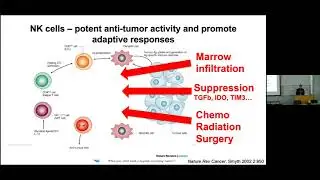 NK Cells in Cancer Development and Response to Therapy