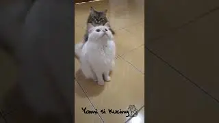 Tiga Anabul Lucu 😸😸😸 #kucing #lucu #shorts
