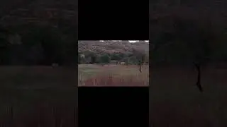 Bull Elk Rounds Up His Cows #shorts #wildlife #elk #wildanimals