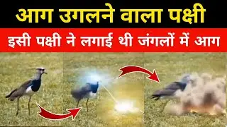 Aag Ugalne Wala Parinda 🔥 Bird that sets fire in the forest, Amazon Forest, Fire Bird