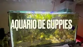 Aquário MUITO LOTADO de Guppies super saudáveis e agora com limpadores de fundo