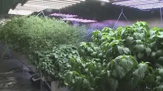 Urban Bounty Farms creating new opportunity in old buildings