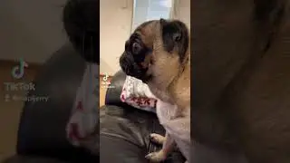funny Napi barking pug 🐶😂 #pug #bark #little #dog #viral #shorts