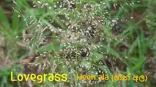 [Sri Lanka Wildflowers]#열대식물#Lovegrass#Eragrostis amabilis#Heen ala (හීන් අල)#Bug's Egg Grass