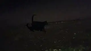 20240703 000526 feeding neutered tame female cats to bait the non neutered male cat 3 ,but only neut