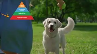 TIP 11 TRAINING VS BEHAVIOUR -  Understanding the Difference for London Dog Owners