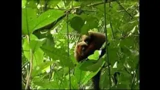 The GoldenPalace.com Monkey