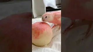 perfect things part 77 #viral #satisfying #youtube #perfect #shorts #part77