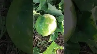 comment name of this veg #farmer #organicveg #gardening @gardening_lover7469