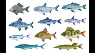 Ikan yang Paling Cocok untuk Pemancing Pemula?!