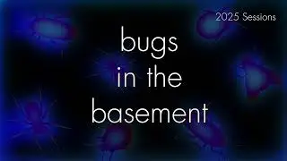 Bugs In The Basement- Cimex Pilosellus aka The Western Bat Bug