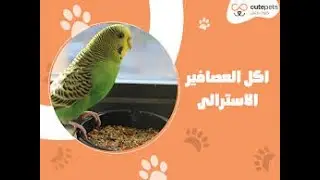 اهم فيديو عن تغذية عصافير البادجي