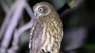 Southern Boobook - cutest owl in the world?