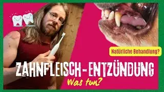 Zahnfleischentzündung bei Katze und Hund | Was oft unbeachtet bleibt und wie natürlich behandeln
