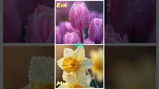 Eva or Mia.A beautiful flower.An unusual  flower.