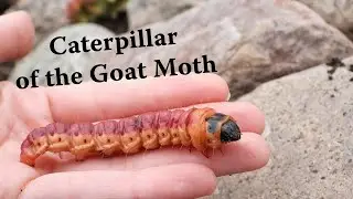 Goat Moth caterpillar / Cossus cossus