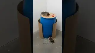 Shocking! Hunger tricks mouse badly, trap is cleverly avoided #mouse #trap #hunger