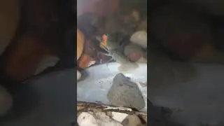 Aquarium observation