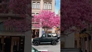 Spring in #Beirut brings beautiful nature colors.