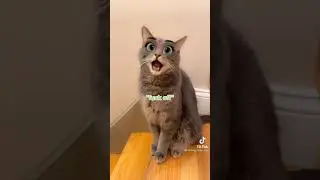Cats Crazy😹-Funny Cat Videos 2021 | Best funy4